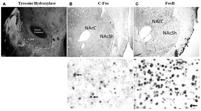 Comparison of the Time-Dependent Changes in Immediate Early Gene Labeling and Spine Density Following Abstinence From Contingent or Non-contingent Chocolate Pellet Delivery